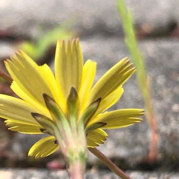 Leontodon saxatilis Flower