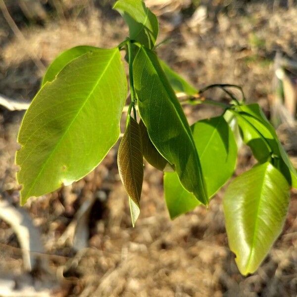 Cassia fistula Blad