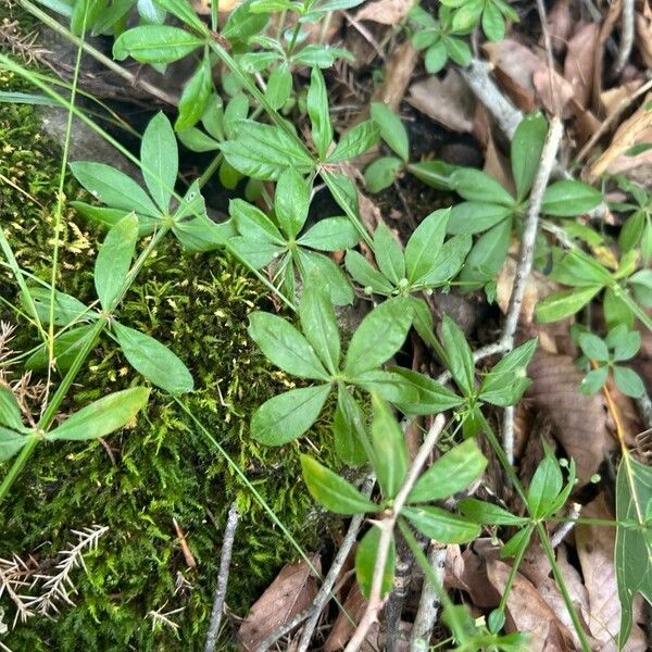 Galium triflorum पत्ता