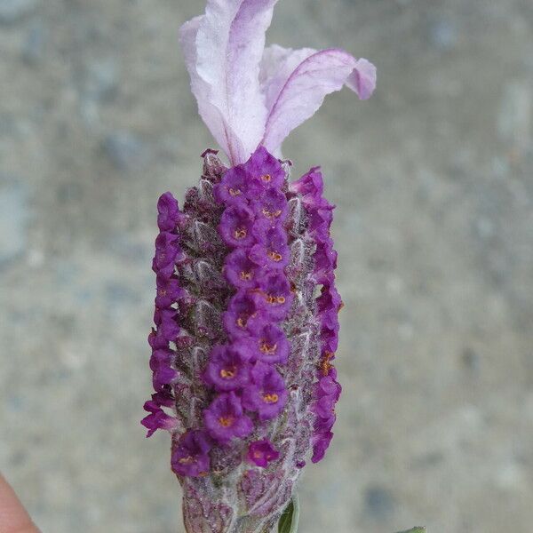 Lavandula stoechas Virág