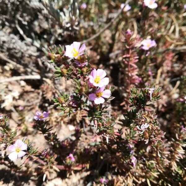 Frankenia laevis Flower