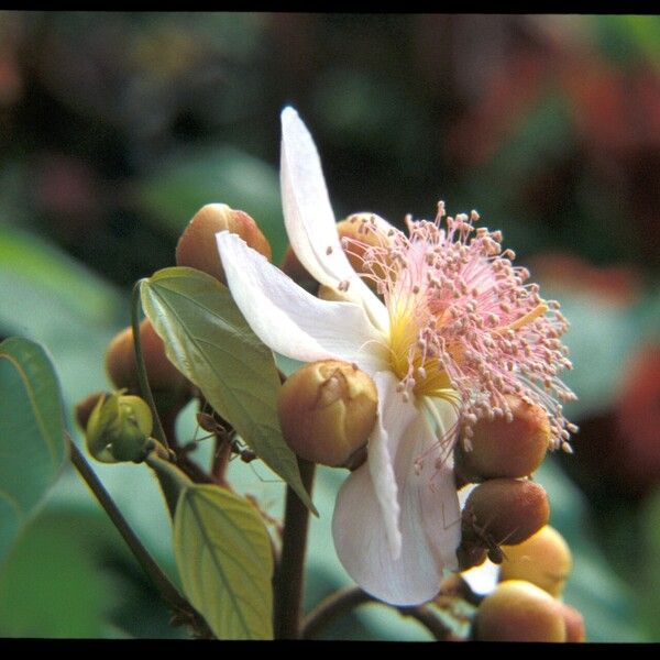 Bixa orellana Flower