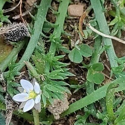 Spergula arvensis Flower