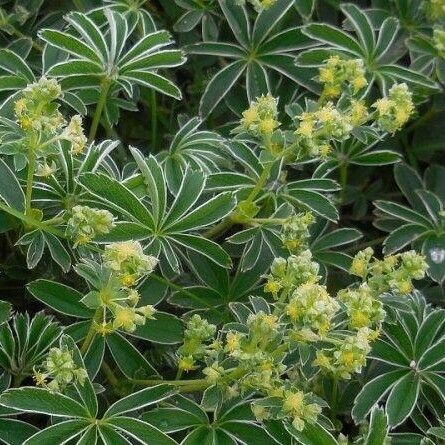 Alchemilla nitida Õis