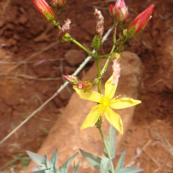 Hypericum annulatum Kvet