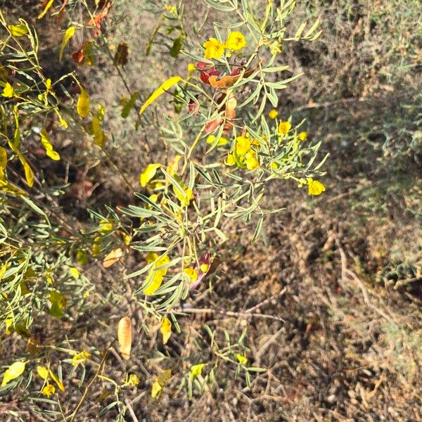 Senna artemisioides फूल