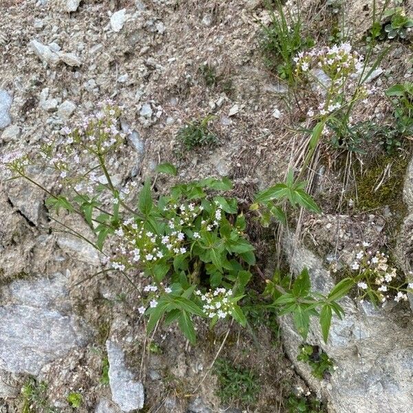 Valeriana tripteris Hábito