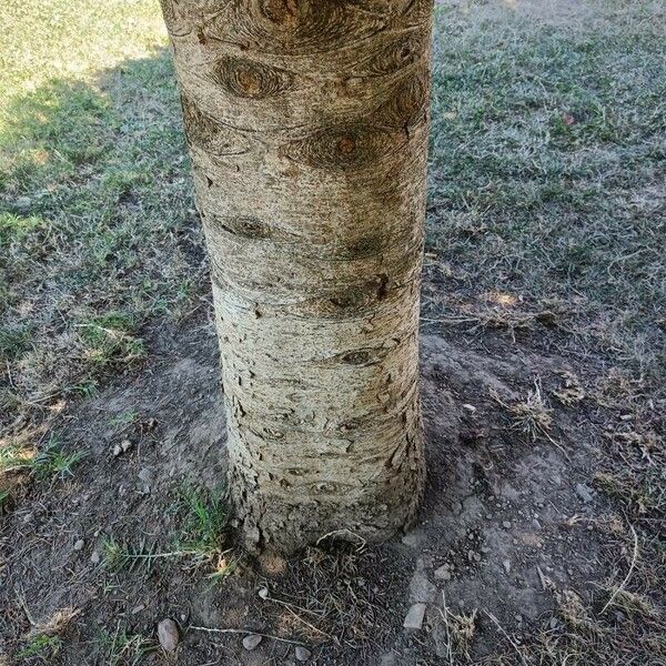 Abies nordmanniana Bark