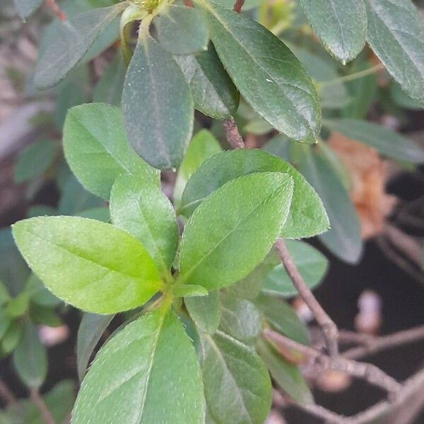 Rhododendron indicum Levél