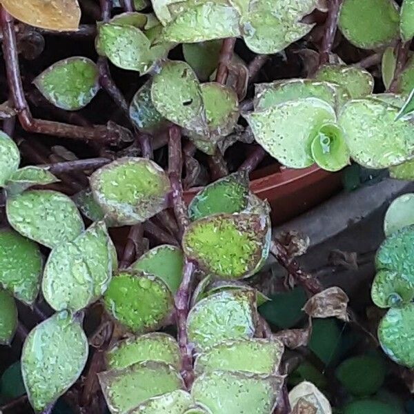 Callisia repens ഇല