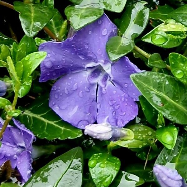 Vinca minor Flower