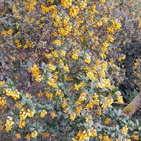 Berberis darwinii 整株植物