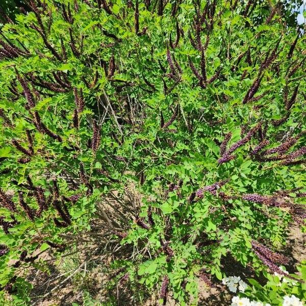 Amorpha fruticosa Blatt