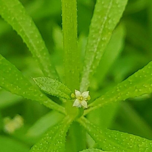 Galium spurium Flower