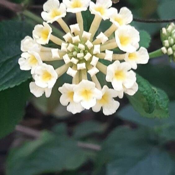 Lantana canescens 花