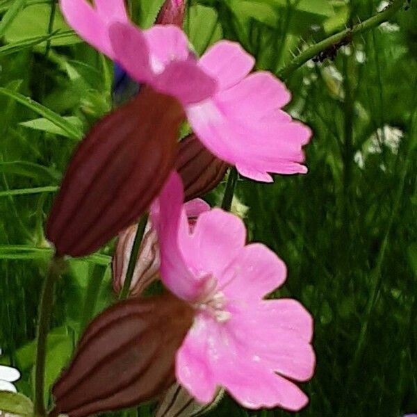 Silene pendula പുഷ്പം