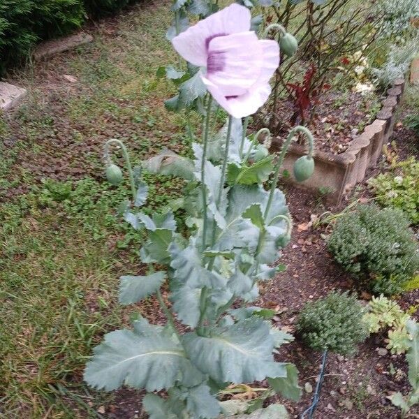 Papaver somniferum Habitus