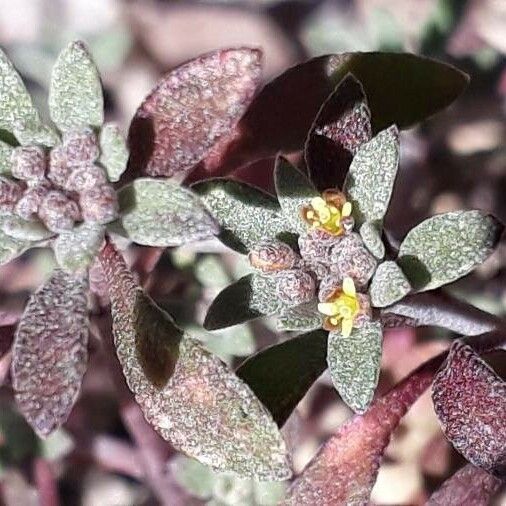 Alyssum simplex Hábitos