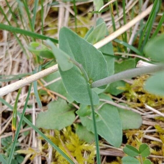 Noccaea perfoliata Feuille