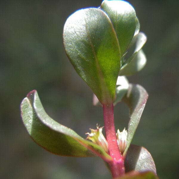 Lythrum borysthenicum 葉