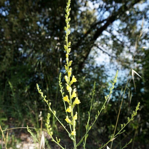 Linaria genistifolia Цвят