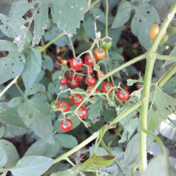 Solanum dulcamara Fruit