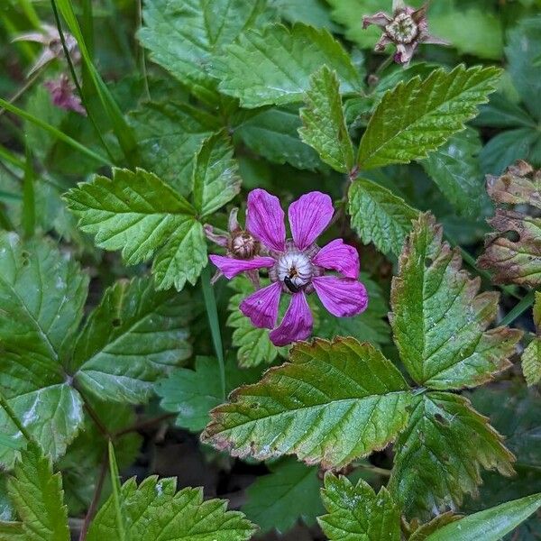 Rubus arcticus Fiore