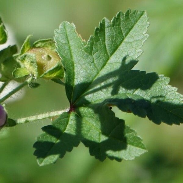 Malva sylvestris Feuille