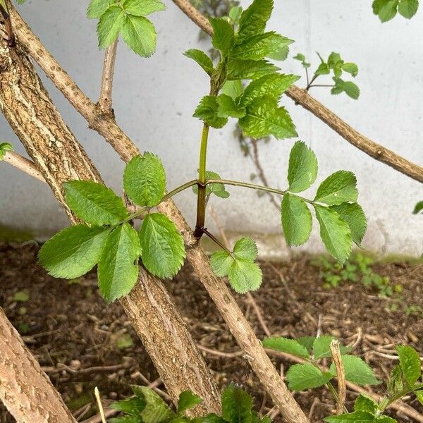 Sambucus canadensis Liść