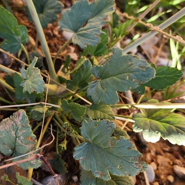 Erodium glaucophyllum Leaf