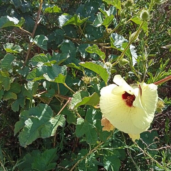 Hibiscus diversifolius Blomst