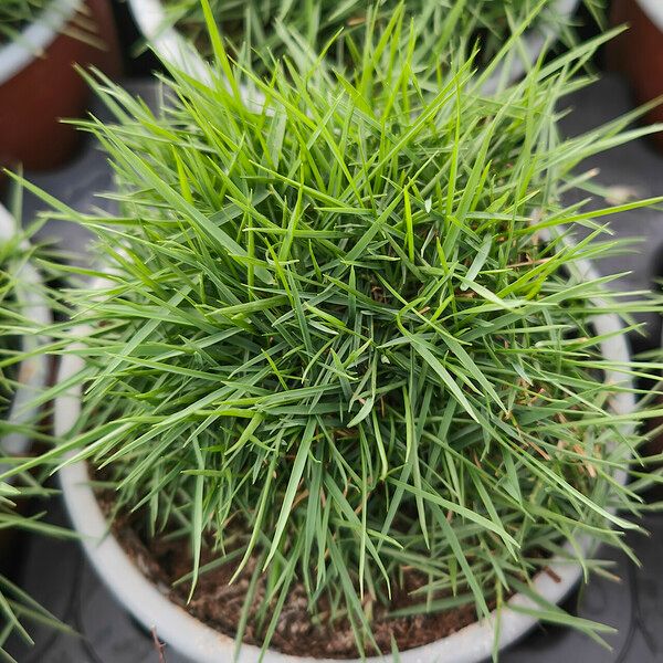 Zoysia matrella 葉