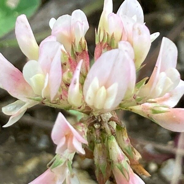 Trifolium striatum Flower