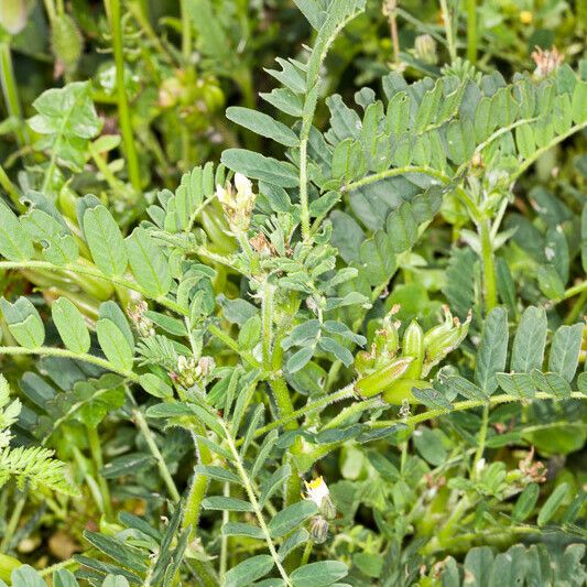 Astragalus boeticus Gyümölcs