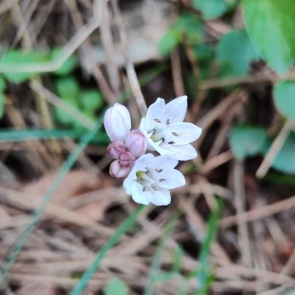 Brimeura fastigiata Flor