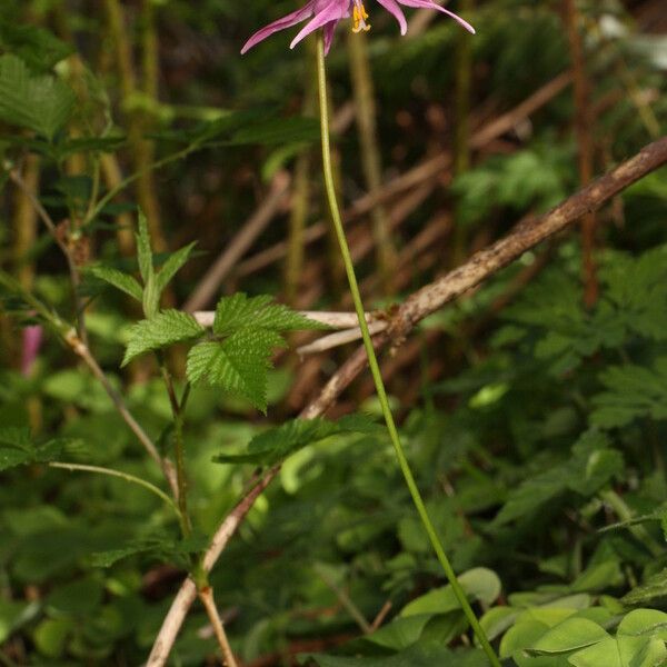 Erythronium revolutum ᱛᱟᱦᱮᱸ