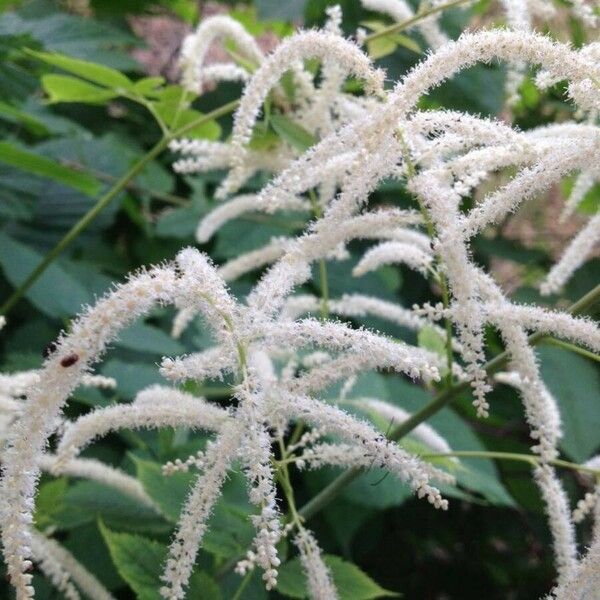 Aruncus dioicus Flor