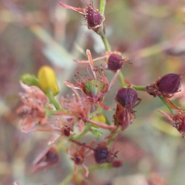 Hypericum triquetrifolium ᱡᱚ