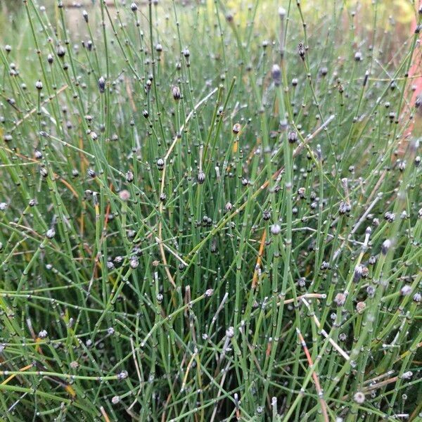 Equisetum variegatum Fruit