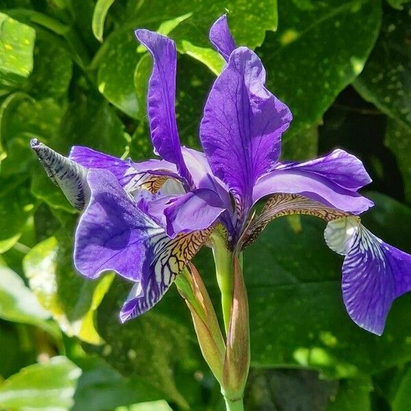 Iris sibirica Blüte