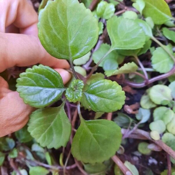 Plectranthus verticillatus Levél