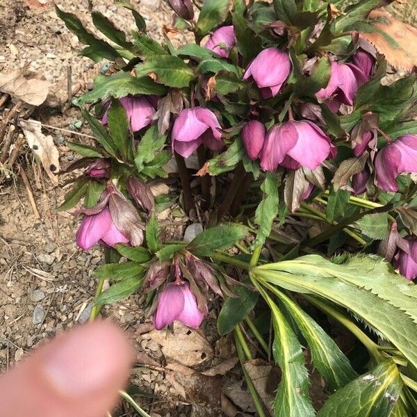 Helleborus niger Blüte