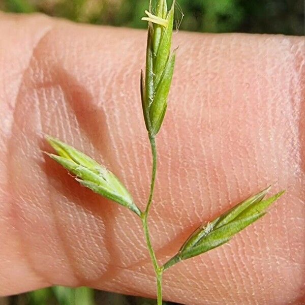 Festuca rubra Blomma