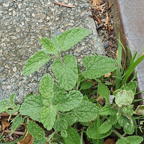 Nepeta cataria 葉