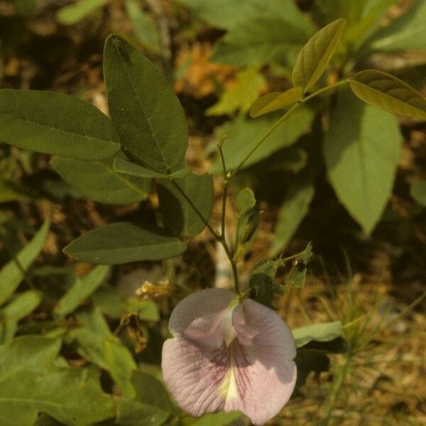 Clitoria mariana Yeri