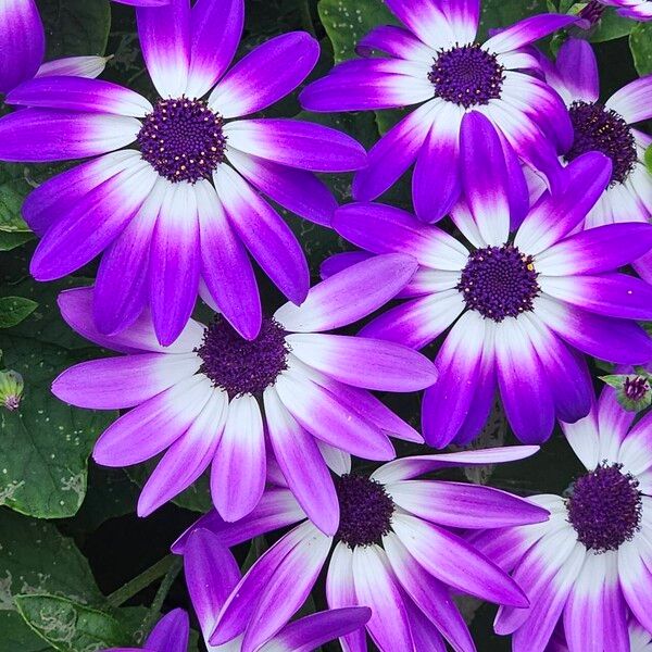 Pericallis lanata Blomst