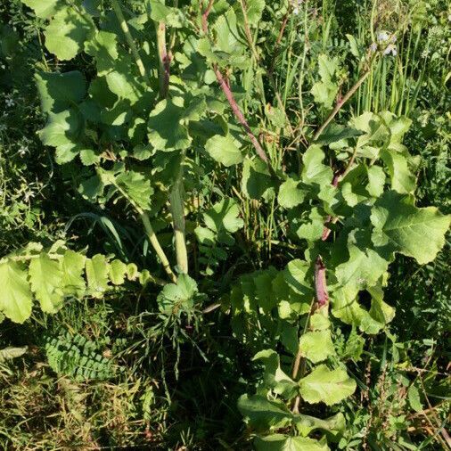 Raphanus raphanistrum Habitat