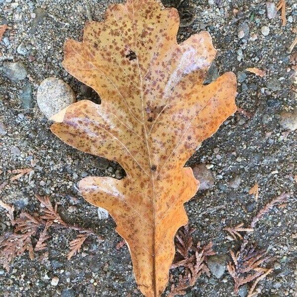 Quercus macrocarpa Leaf