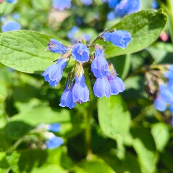 Symphytum asperum Blüte