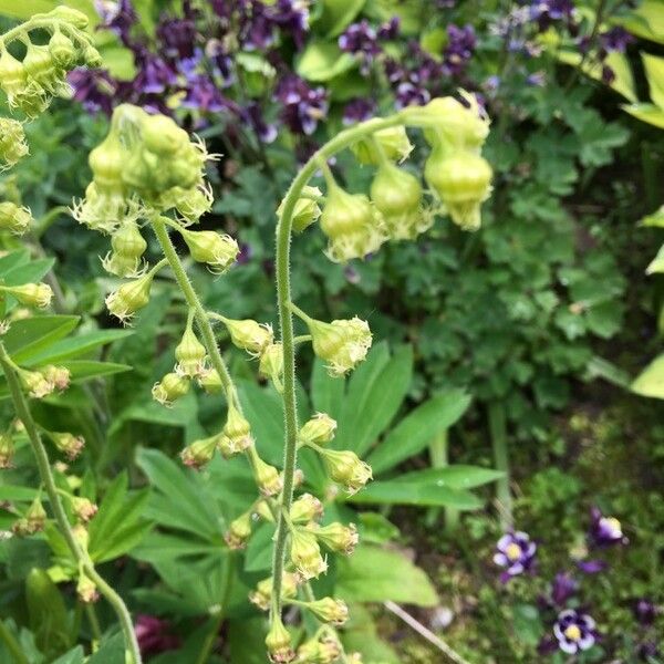 Tellima grandiflora Flower